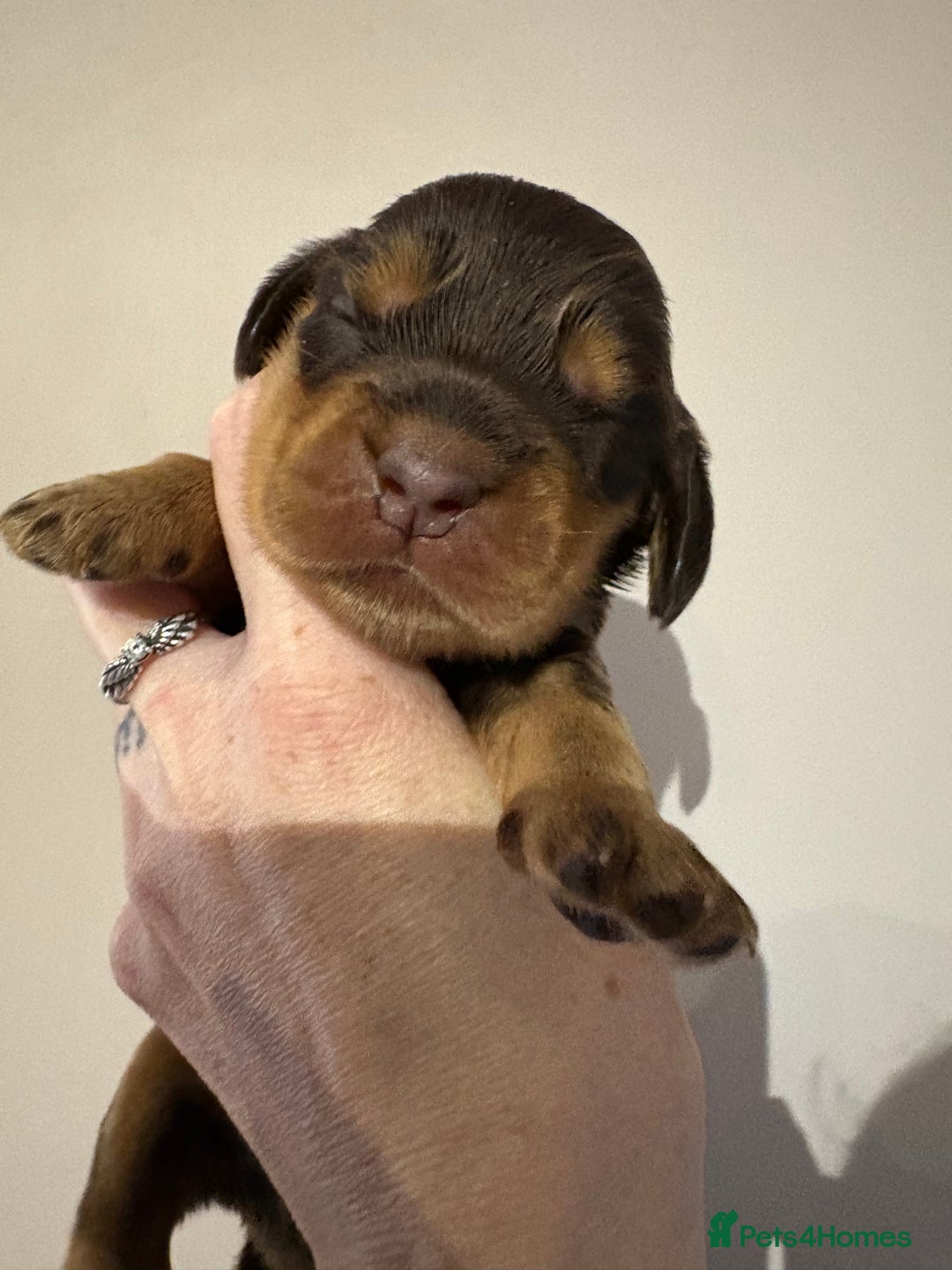 Cocker Spaniel dogs for sale: Beautiful Kc reg show cocker spaniels  - Image 3