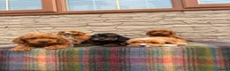 Cockapoo dogs for sale: F1 Cockapoos (council licensed)  in Stourport-on-Severn - Advert 12