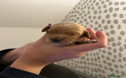 Cockapoo dogs for sale: F2 cockapoo’s for sale! 🌟  - Advert 16