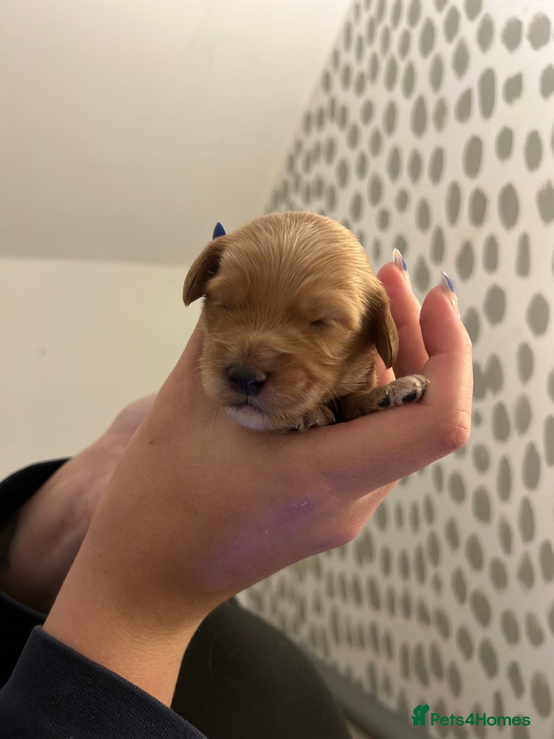 Cockapoo dogs for sale: F2 cockapoo’s for sale! 🌟  - Advert 16