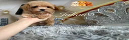 Maltipoo dogs for sale: Tiny teddy Maltipoo- from Asian teddy poodle dad - Advert 11