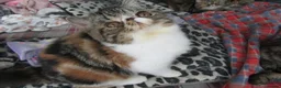 Exotic cats for sale: Super Sweet Female kitten Available Now - Advert 13