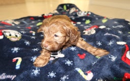 Cockapoo dogs for sale: Beautiful f1b Cockapoo puppy's   - Advert 24