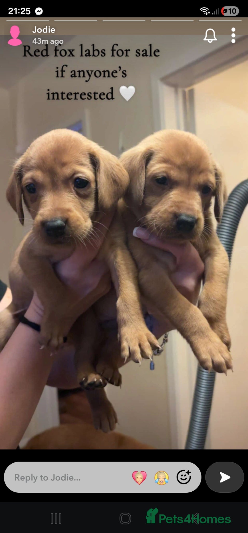 Labrador Retriever dogs Absolutely stunning kc registered fox red pups - Advert 17