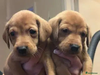 Labrador Retriever dogs Absolutely stunning kc registered fox red pups - Advert 17