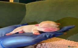 French Bulldog dogs for sale: Family Raised EA Pink English cross French Bulldog - Image 10