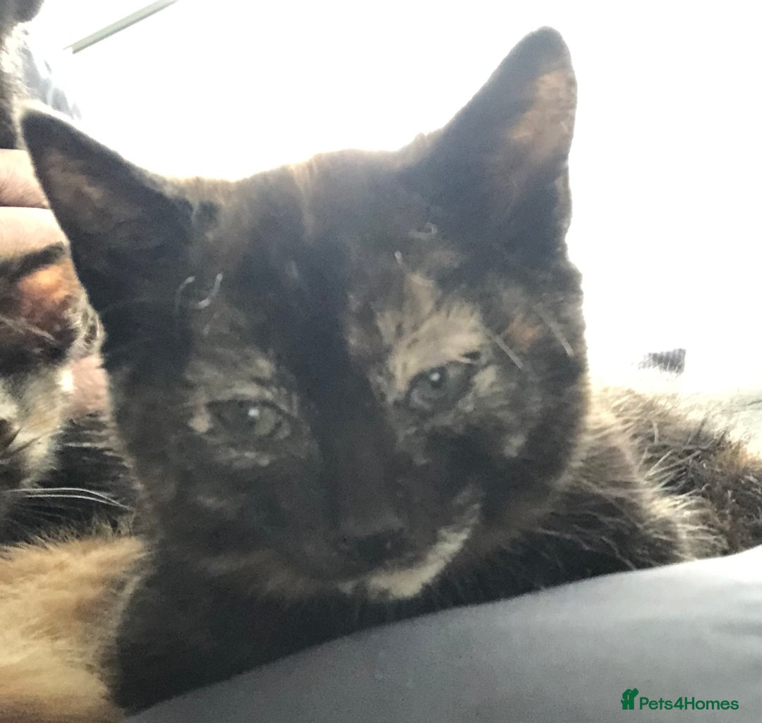 Mixed Breed cats for sale: 3 kittens available in Warrington! 2 male 1 female - Advert 4