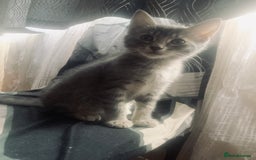 Mixed Breed cats for sale: Little ones are looking for home - Image 8
