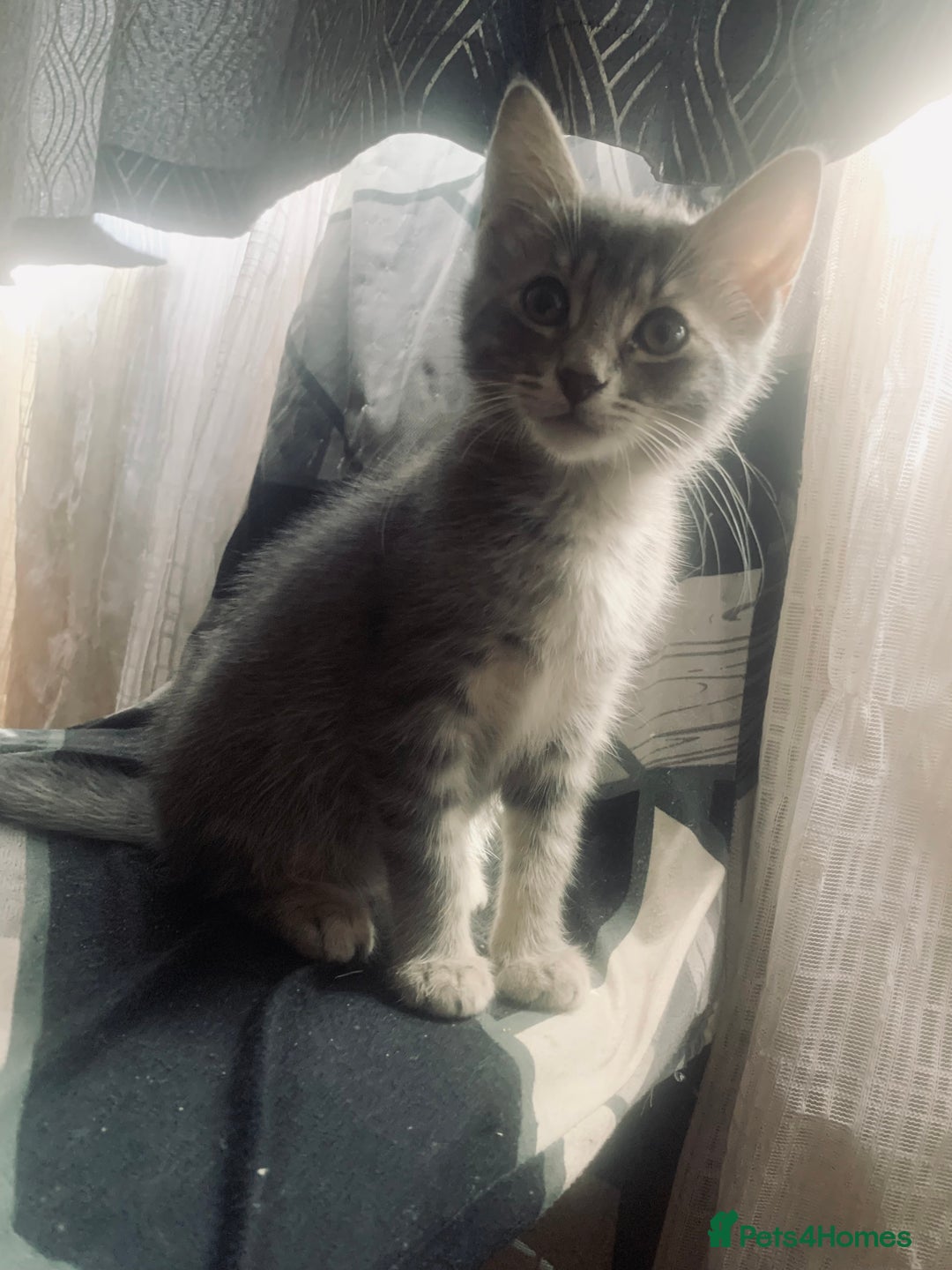 Mixed Breed cats for sale: Little ones are looking for home - Image 8