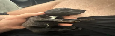 Belgian Shepherd Dog 8