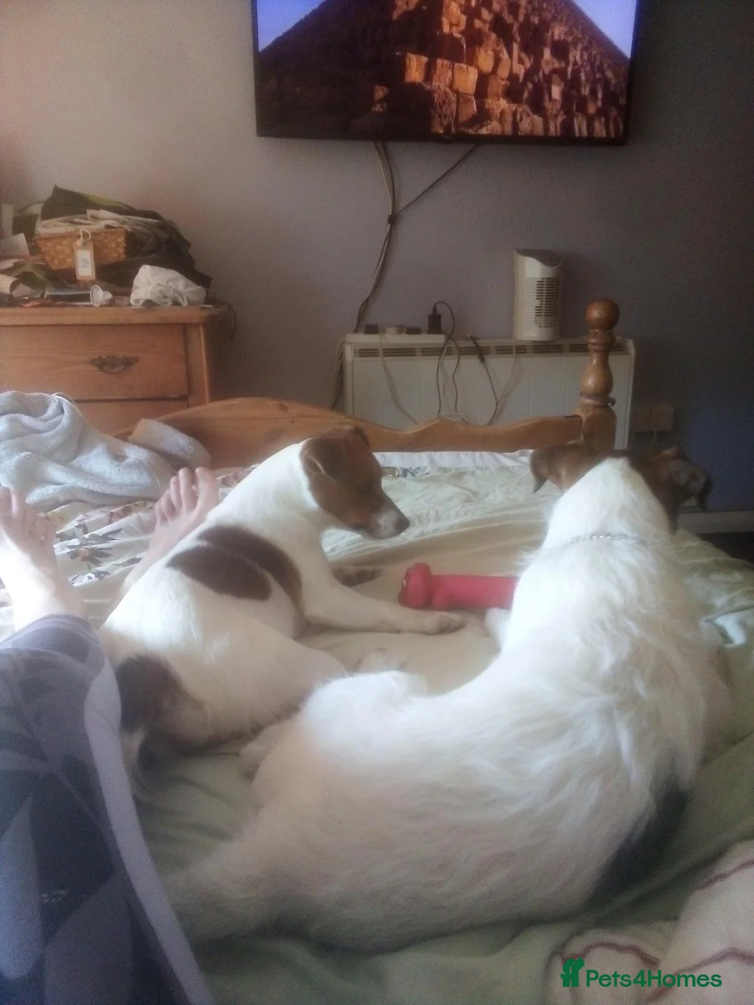 Mixed Breed dogs for sale: Jack Russell Puppies for Sale - Advert 2