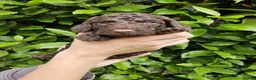 Cockapoo dogs for sale: Last stunning f2b Chocolate cockapoo boy - Advert 23
