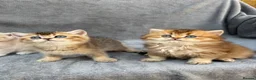 British Longhair cats for sale: Pedigree British longhair golden chocolate lilac - Advert 7