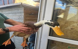 Ducks poultry for sale: Indian runner ducklings - Image 25