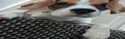 Beagle dogs for stud: Baxter - 2 Year Old Beagle for Stud - Advert 23
