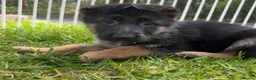 German Shepherd dogs for sale: Adorable German Shepherd puppies in Caernarfon - Advert 4