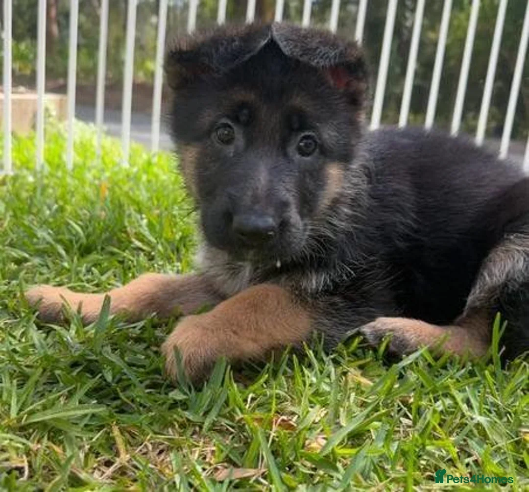 German Shepherd dogs for sale: Adorable German Shepherd puppies in Caernarfon - Advert 4