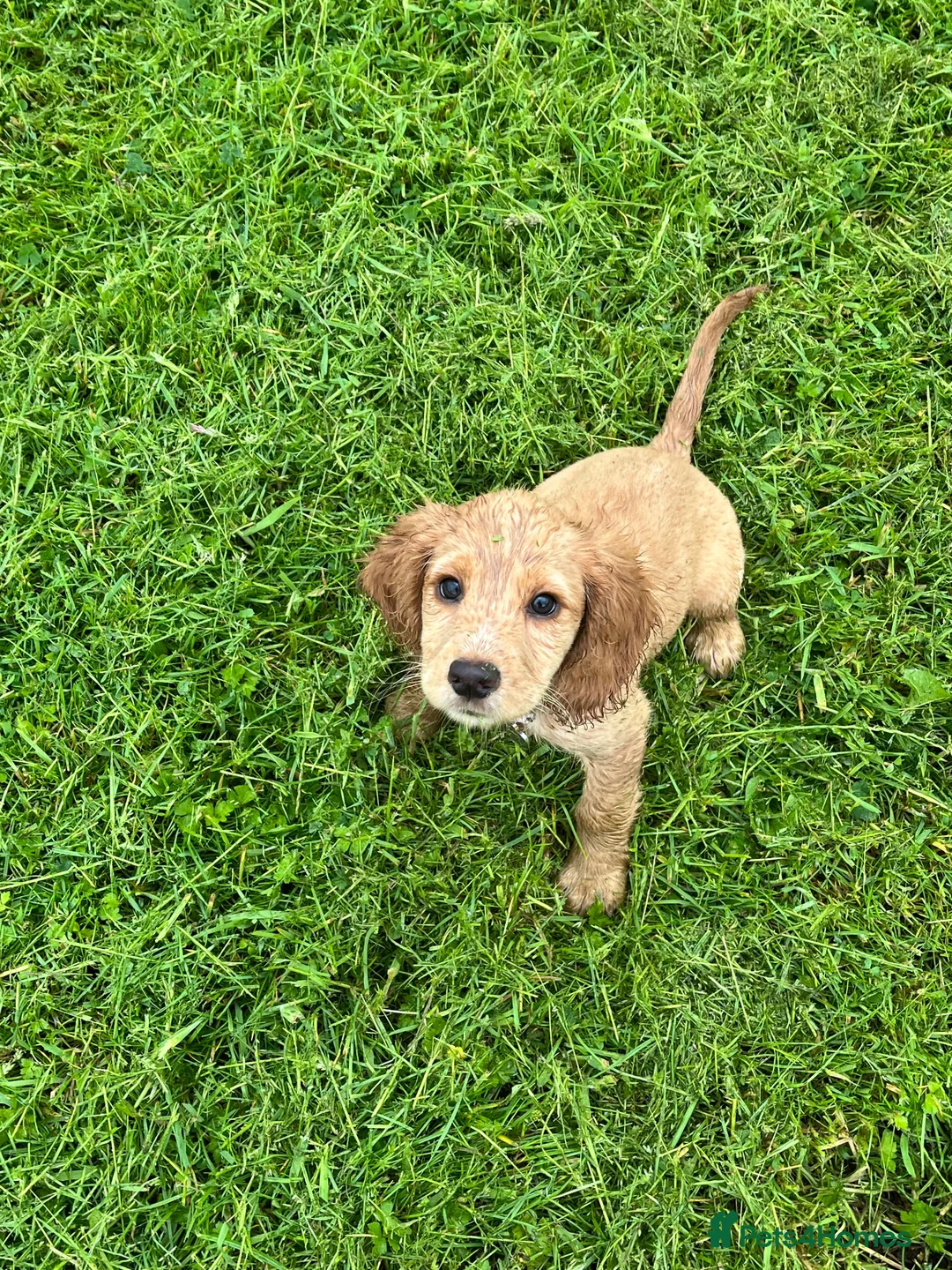 Cocker Spaniel dogs for sale: PEANUT 🥜  - Advert 2