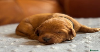 Cavapoo dogs - Advert 4