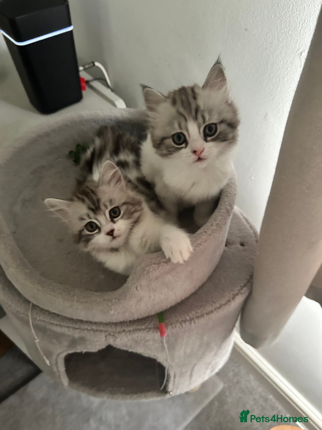 Persian cats for sale: Persian cross kittens  - Image 7