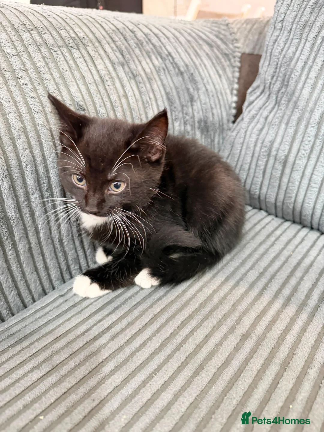 Mixed Breed cats for sale: Kittens - Advert 2
