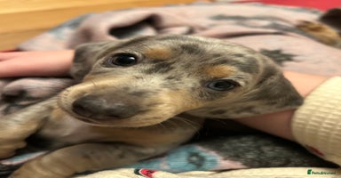 Miniature Dachshund dogs Mini dachshund puppies 6 weeks - Advert 3