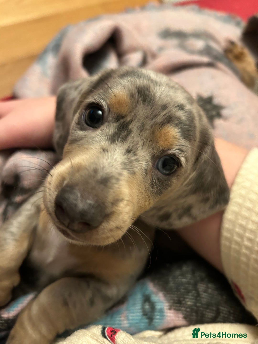 Miniature Dachshund dogs for sale: Mini dachshund puppies 6 weeks - Advert 2