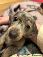 Miniature Dachshund dogs Mini dachshund puppies 6 weeks - Advert 7