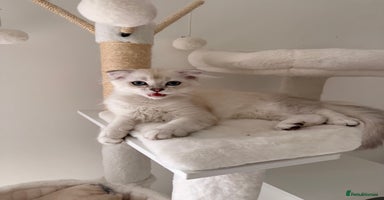 Scottish Fold cats - Advert 4