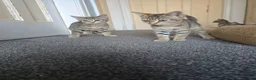 Domestic Shorthair cats for sale: 5 beautiful tabby kittens for Sale!!! - Advert 6