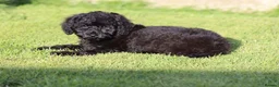 Cavapoo dogs for sale: Beautiful Cavapoo puppies for sale - Advert 22
