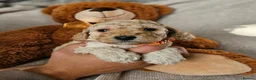 Cockapoo dogs for sale: Exceptional Cockapoos  in Lincoln - Advert 9