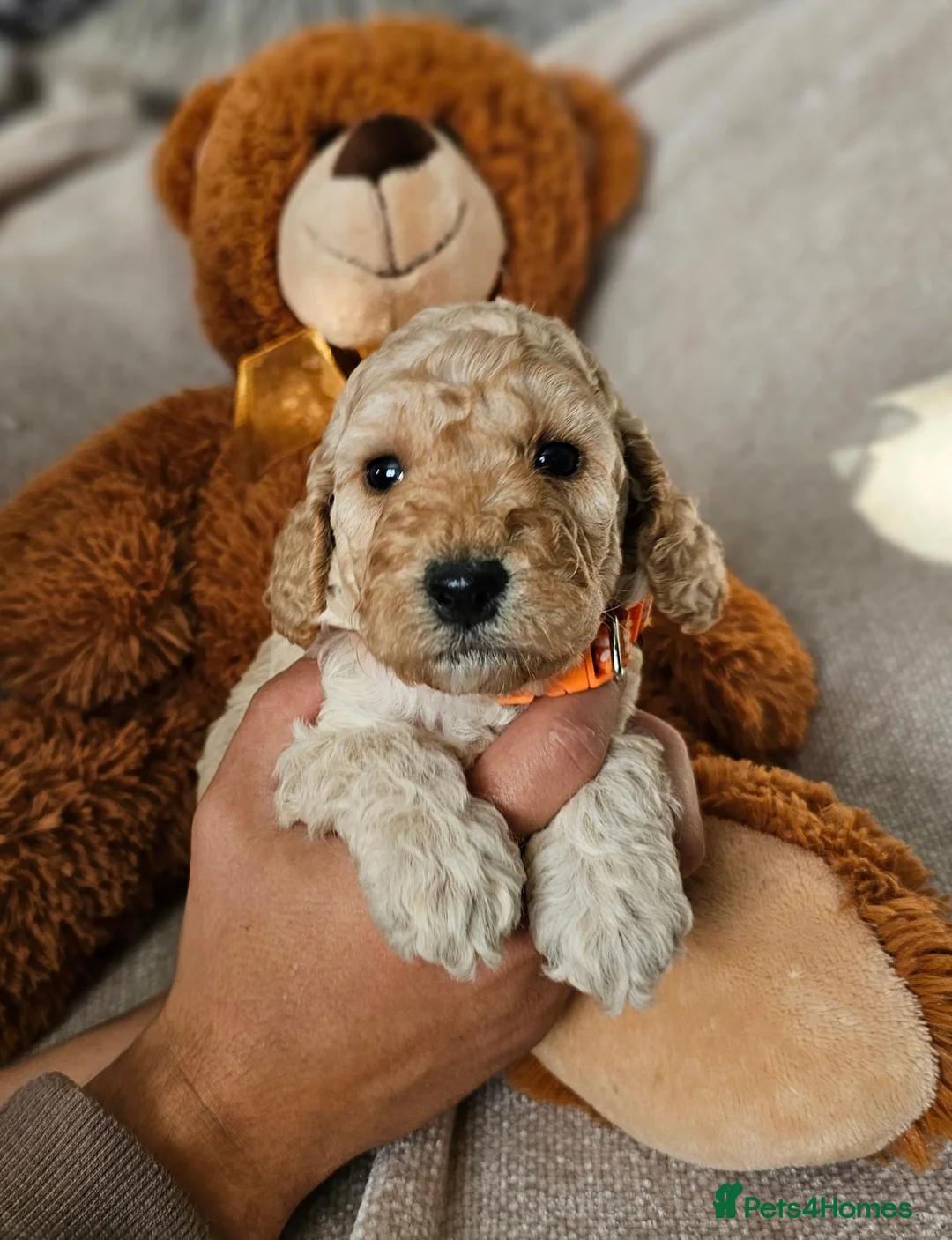 Cockapoo dogs for sale: Exceptional Cockapoos  in Lincoln - Advert 9