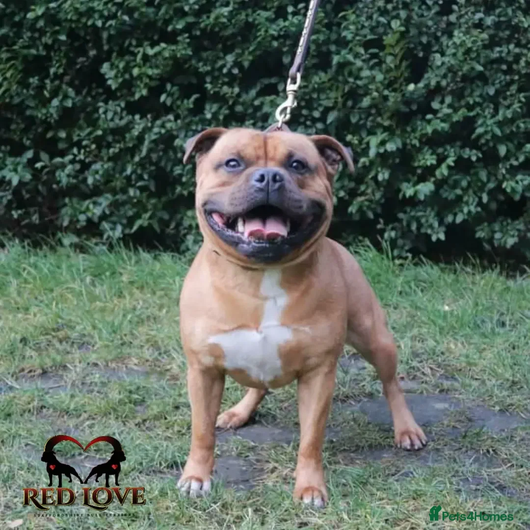 Staffordshire Bull Terrier dogs for stud: 🇬🇧THE RED DREAM TEAM🇬🇧 Exceptional Temprements in Rochdale - Advert 15