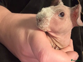 Guinea Pig rodents * RARE FULL BREED SKINNY PIG BABIES! - Advert 1