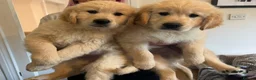 Golden Retriever dogs for sale: READY TO GO - Golden retriever puppies  in Stoke-on-Trent - Advert 2