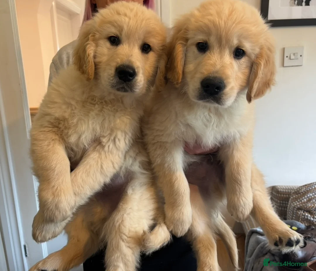 Golden Retriever dogs for sale: READY TO GO - Golden retriever puppies  in Stoke-on-Trent - Advert 2