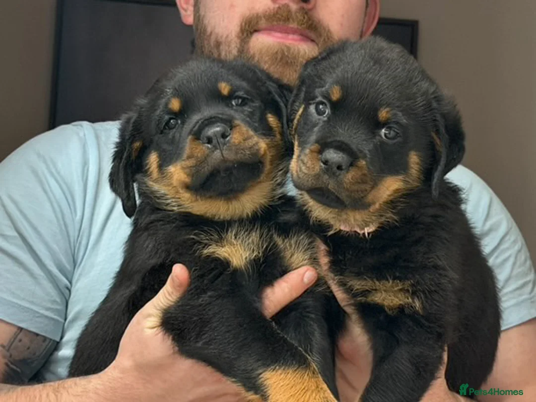 Rottweiler dogs for stud: Proven Health Tested Rottweiler stud  in Clydebank - Advert 9