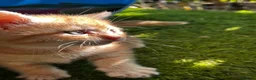 Mixed Breed cats for sale: Absolutely gorgeous BSH x bengal cross kittens - Advert 3