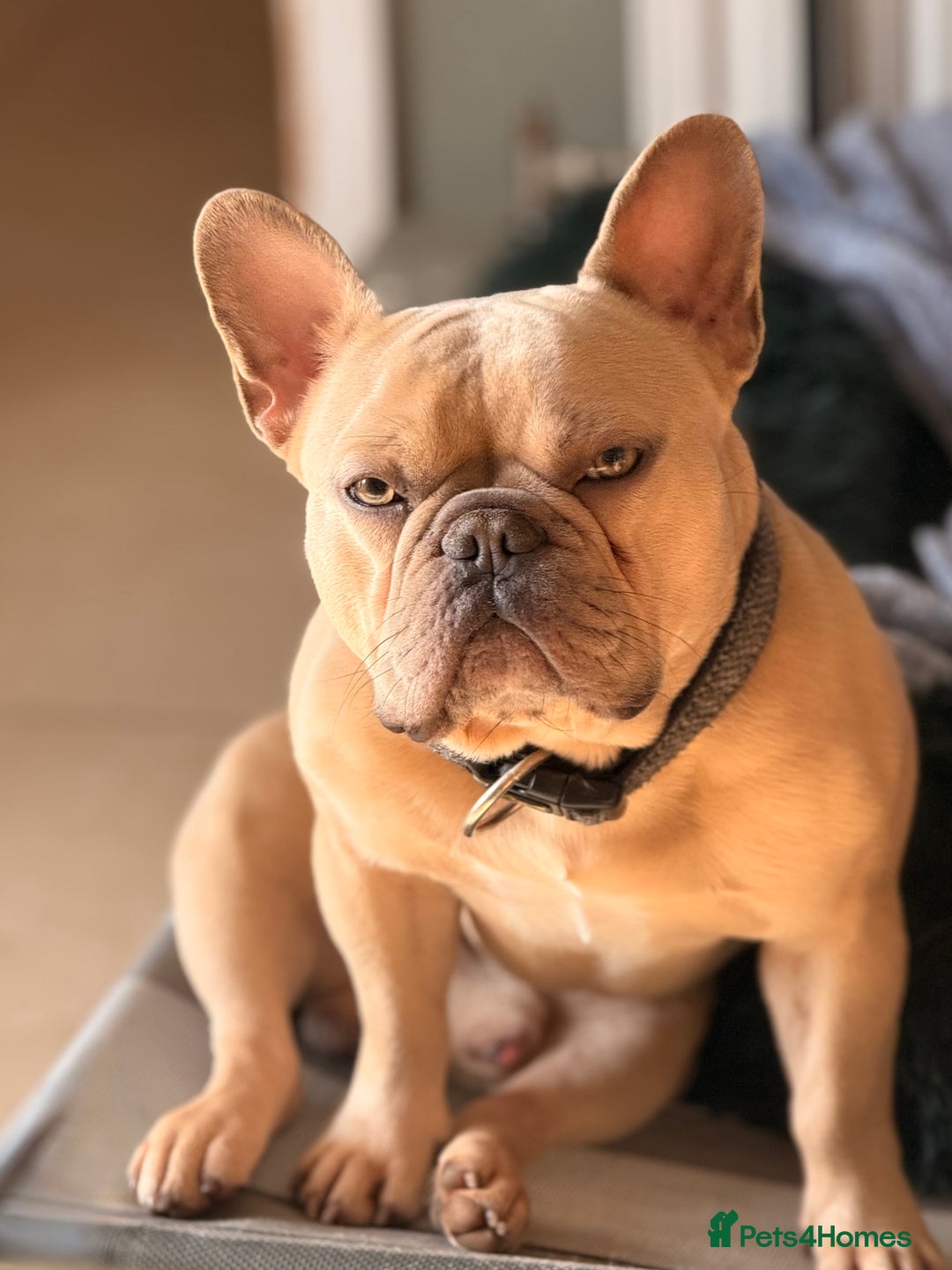 French Bulldog dogs for stud: French bulldog Stud - Advert 1