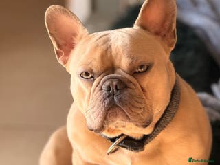 French Bulldog dogs French bulldog Stud - Advert 2