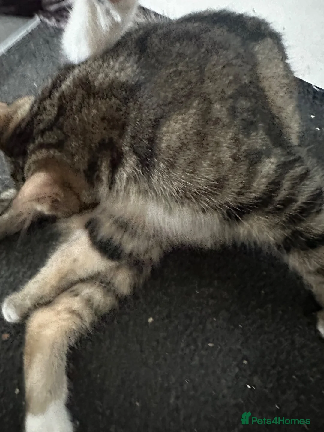 Mixed Breed cats for sale: 6 beautiful young kittens in Barnet - Advert 1