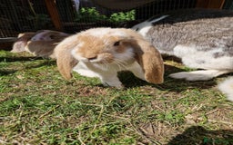 French Lop rabbits for sale: French lop/continental giant babies - Image 2
