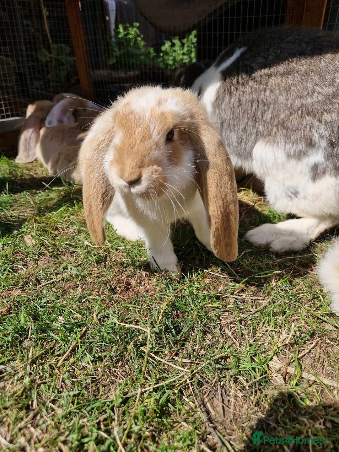 French Lop rabbits for sale: French lop/continental giant babies - Image 2