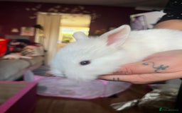 Lionhead rabbits for sale: 4 baby Lionhead rabbits - Advert 16