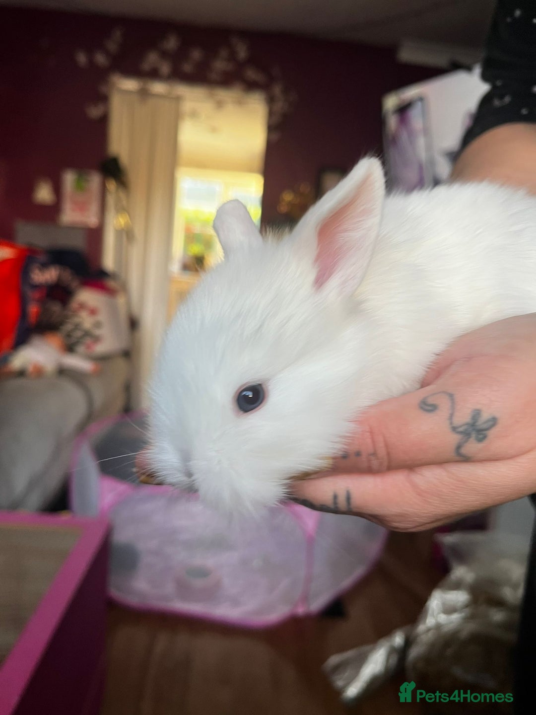 Lionhead rabbits for sale: 4 baby Lionhead rabbits - Advert 16