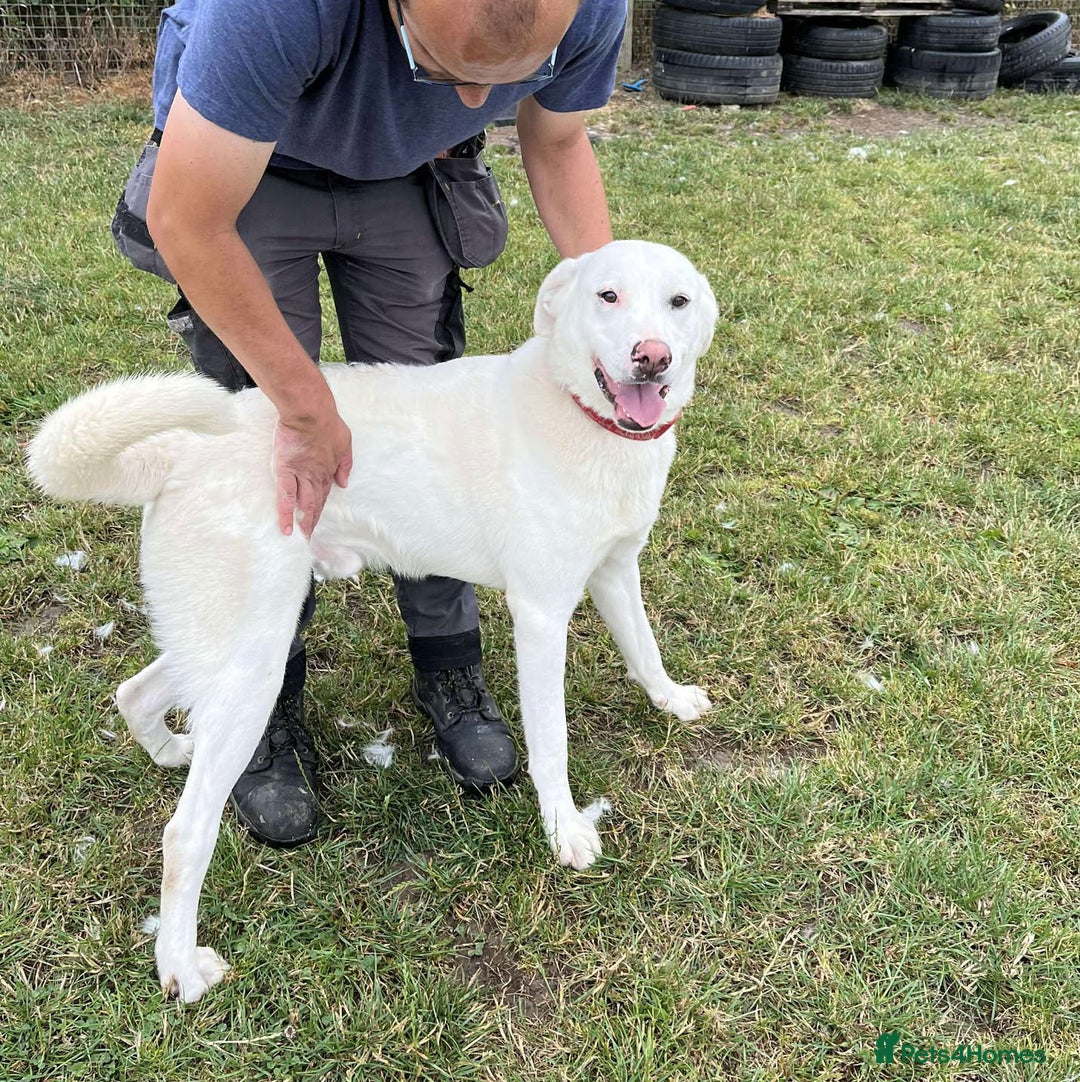 Mixed Breed dogs for adoption: DOUGIE - looking for an active guardian. - Image 1