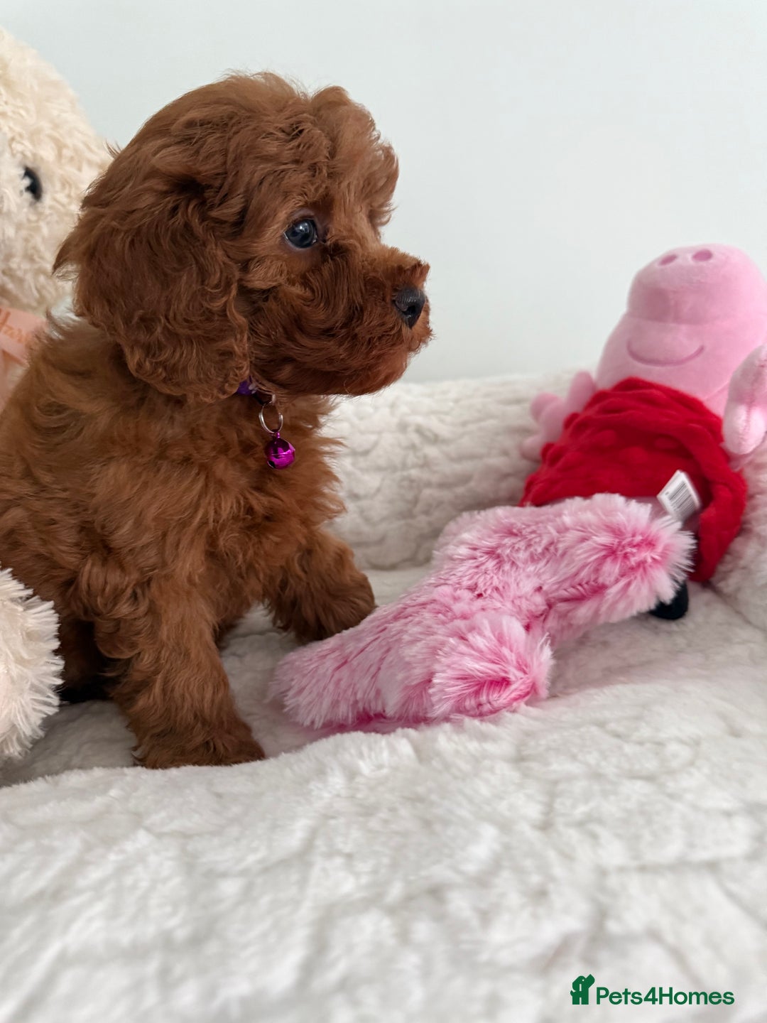 Cavapoo dogs for sale: 7 perfect f1b cavapoo’s. Fully dna & health clear. - Image 14