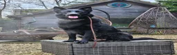 German Shepherd dogs for sale: Kc reg working line German shepherd pups in Barnsley - Advert 11