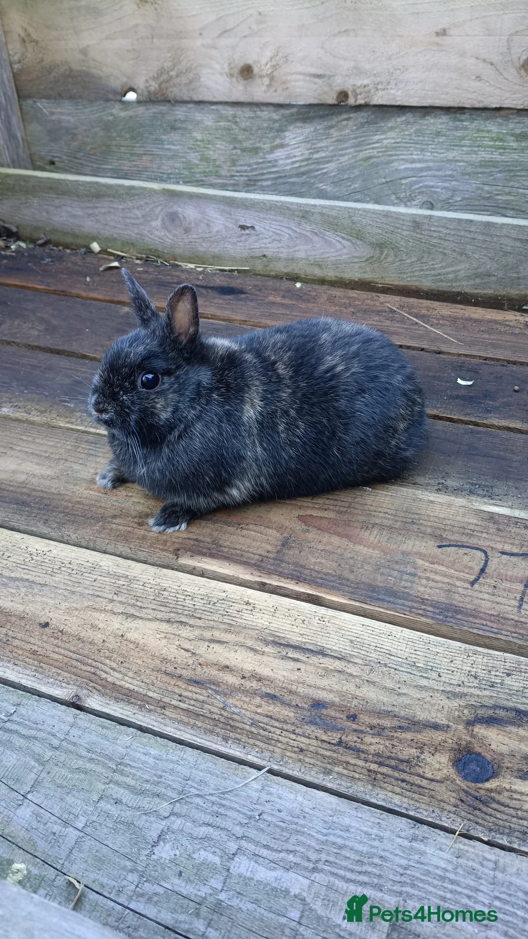 Mini Lop rabbits for sale: Pure mini lops  - Advert 1
